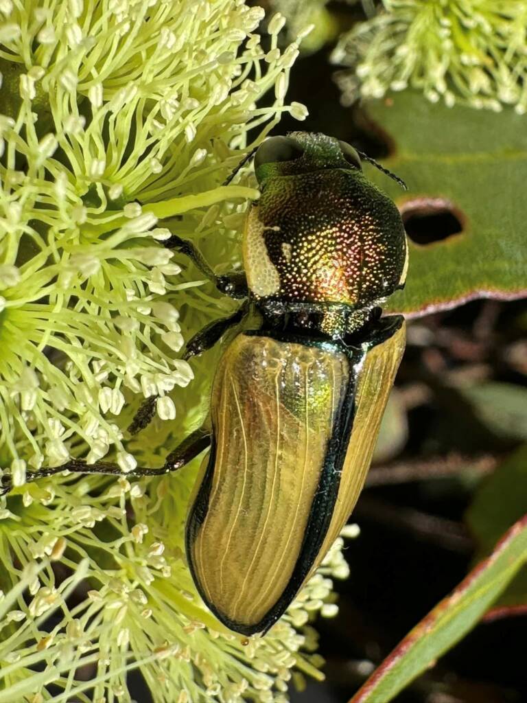 Temognatha lessoni, Hopetoun WA © Mark Hanlon