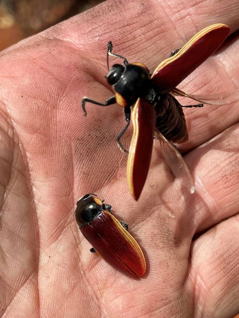 Temognatha marginalis, west of Menzies WA © Mark Hanlon