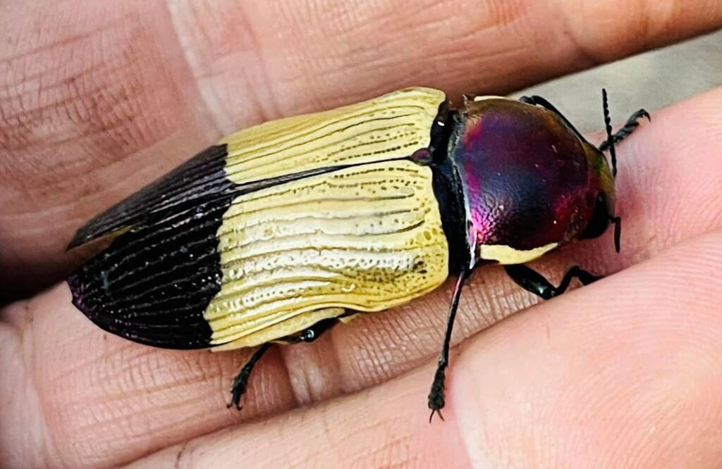Temognatha pascoei, west of Menzies WA © Mark Hanlon