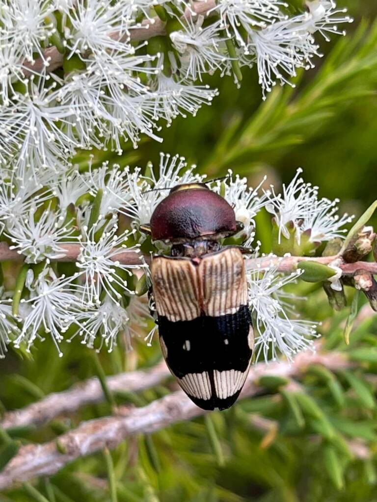 Temognatha secularis, Ravensthorpe WA © Mark Hanlon