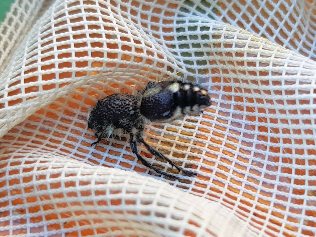 Greater Black Velvet Ant (Ephutomorpha formicaria), Alice Springs NT