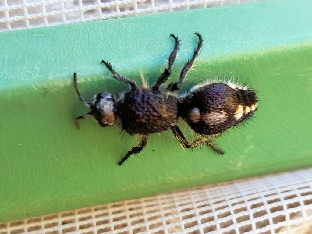 Velvet Ant Family (tribe Dasymutillini, genus Dasymutilla), Alice Springs NT