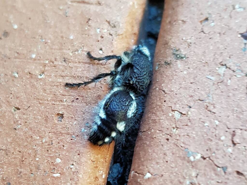 Greater Black Velvet Ant (Ephutomorpha formicaria), Alice Springs NT