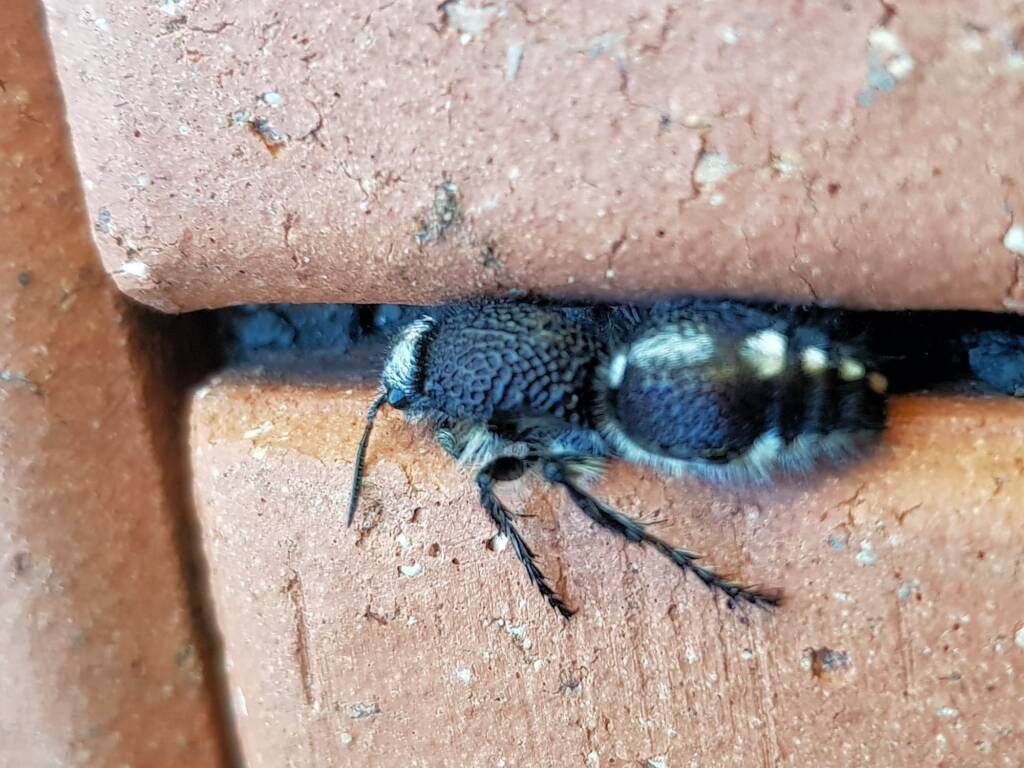 Greater Black Velvet Ant (Ephutomorpha formicaria), Alice Springs NT