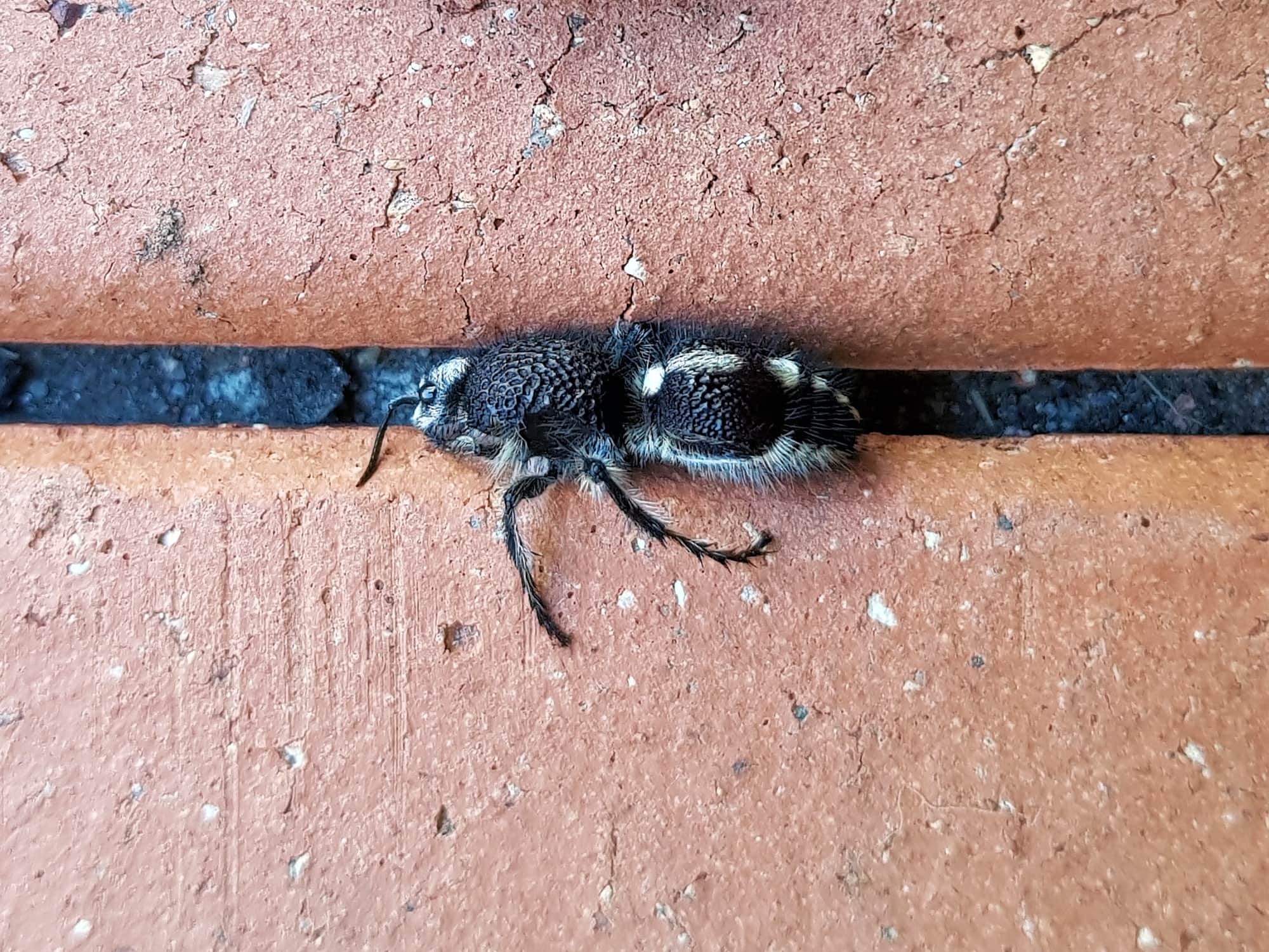 Velvet Ant Family (tribe Dasymutillini, genus Dasymutilla), Alice Springs NT