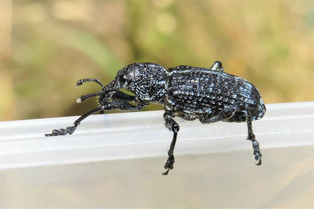 Botany Bay Diamond Weevil (Chrysolopus spectabilis), Wallaga Lake NSW © Deb Taylor