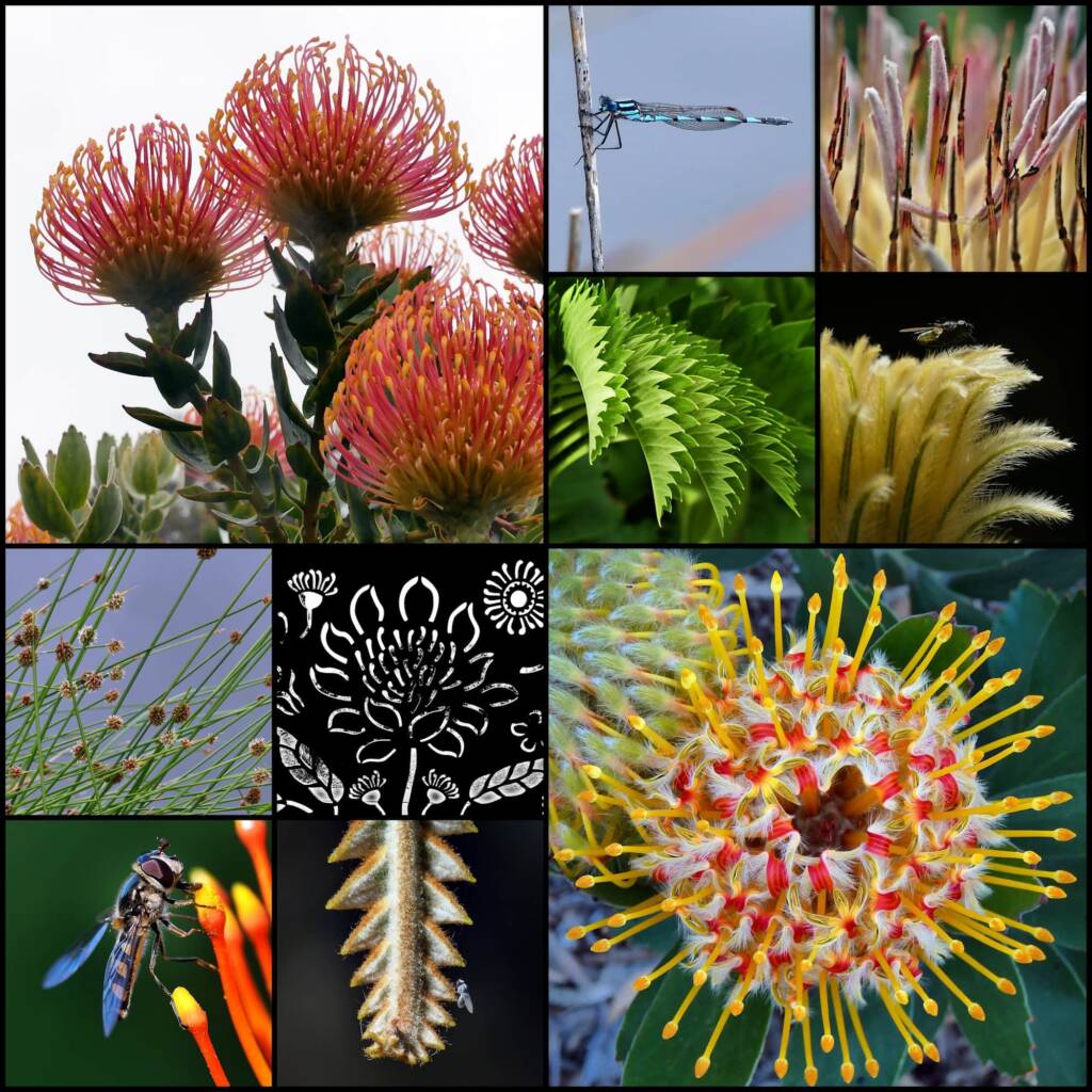 Flora and fauna, Wittunga Botanic Garden SA © Marianne Broug