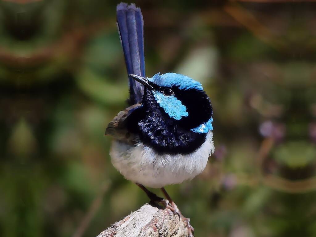 Superb Fairywren (Malurus cyaneus), Adelaide Hills SA © Marianne Broug