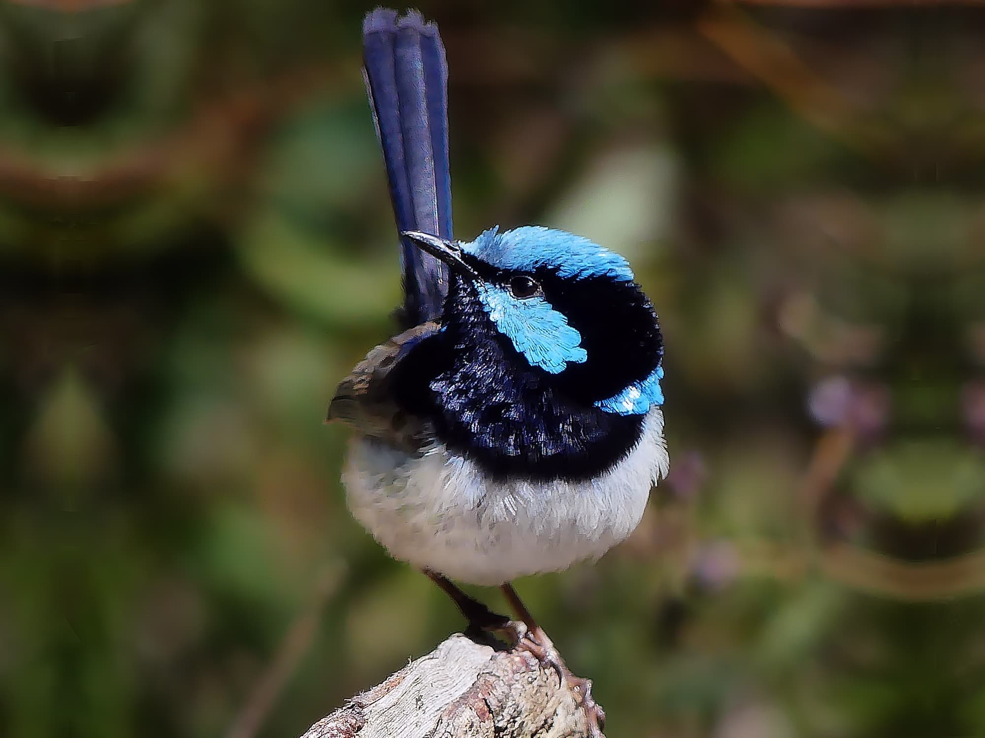 Superb Fairywren (Malurus cyaneus), Adelaide Hills SA © Marianne Broug