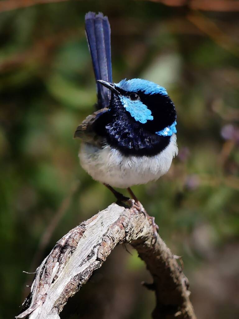 Superb Fairywren (Malurus cyaneus), Adelaide Hills SA © Marianne Broug