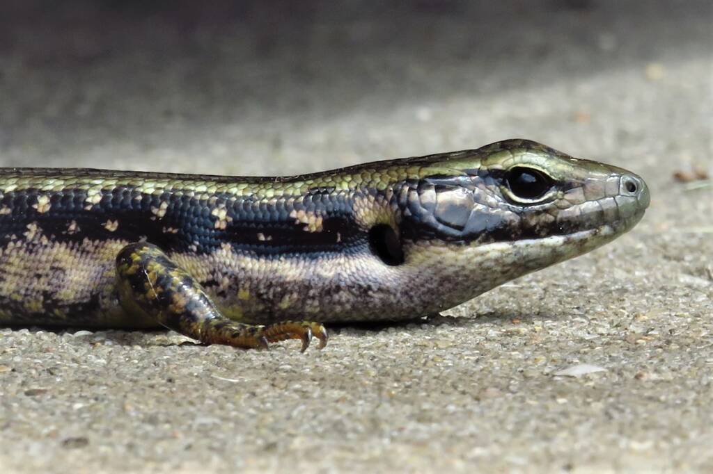 Yellow-bellied Water Skink (Eulamprus heatwolei), Wallaga Lake NSW © Deb Taylor
