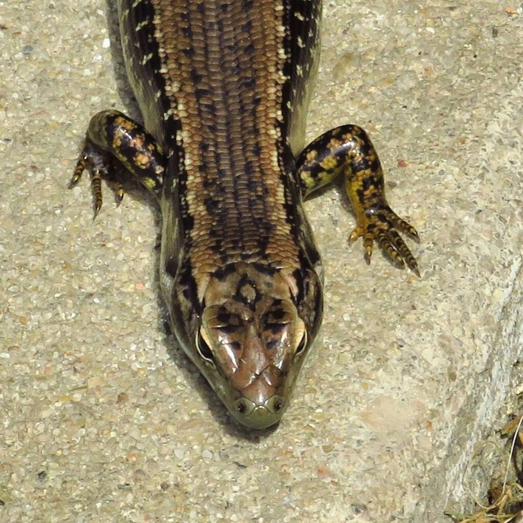 Yellow-bellied Water Skink (Eulamprus heatwolei), Wallaga Lake NSW © Deb Taylor