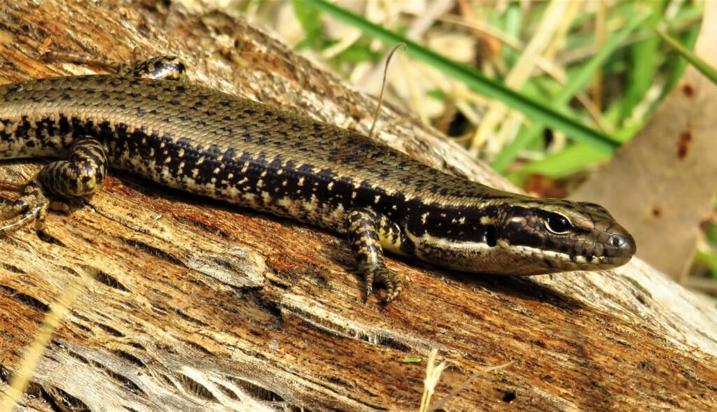Yellow-bellied Water Skink (Eulamprus heatwolei), Wallaga Lake NSW © Deb Taylor