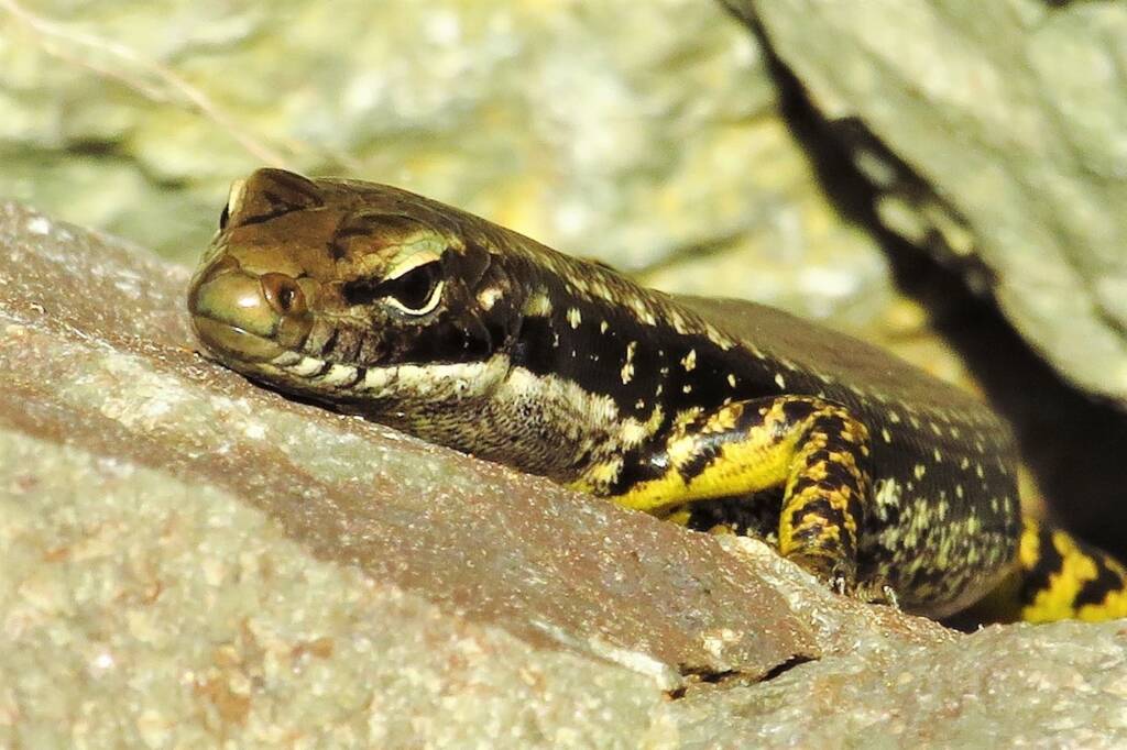Yellow-bellied Water Skink (Eulamprus heatwolei), Wallaga Lake NSW © Deb Taylor