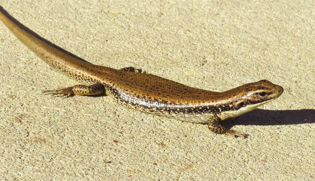 Yellow-bellied Water Skink (Eulamprus heatwolei), Wallaga Lake NSW © Deb Taylor