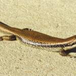 Yellow-bellied Water Skink (Eulamprus heatwolei), Wallaga Lake NSW © Deb Taylor