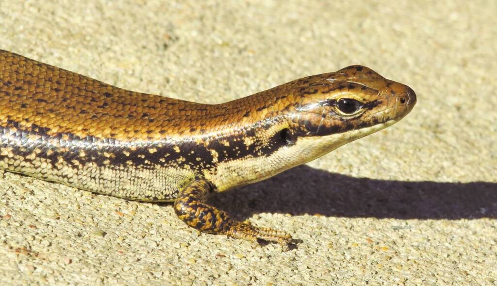 Yellow-bellied Water Skink (Eulamprus heatwolei), Wallaga Lake NSW © Deb Taylor