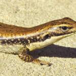 Yellow-bellied Water Skink (Eulamprus heatwolei), Wallaga Lake NSW © Deb Taylor
