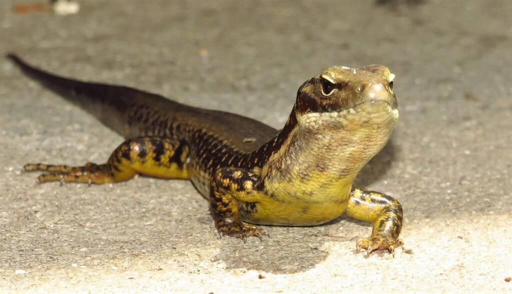 Yellow-bellied Water Skink (Eulamprus heatwolei), Wallaga Lake NSW © Deb Taylor