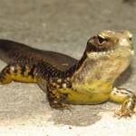 Yellow-bellied Water Skink (Eulamprus heatwolei), Wallaga Lake NSW © Deb Taylor