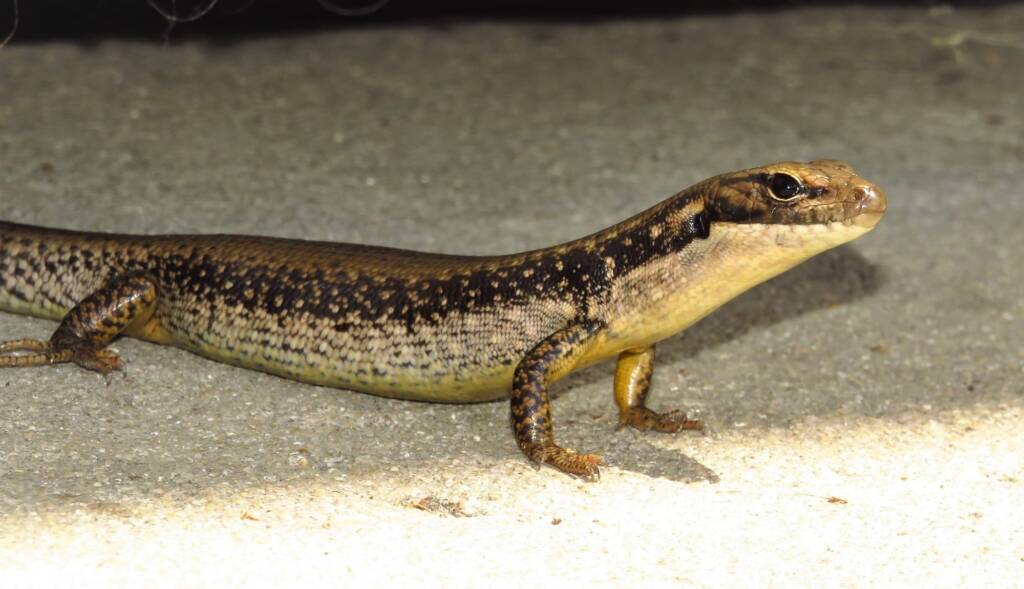 Yellow-bellied Water Skink (Eulamprus heatwolei), Wallaga Lake NSW © Deb Taylor