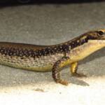 Yellow-bellied Water Skink (Eulamprus heatwolei), Wallaga Lake NSW © Deb Taylor