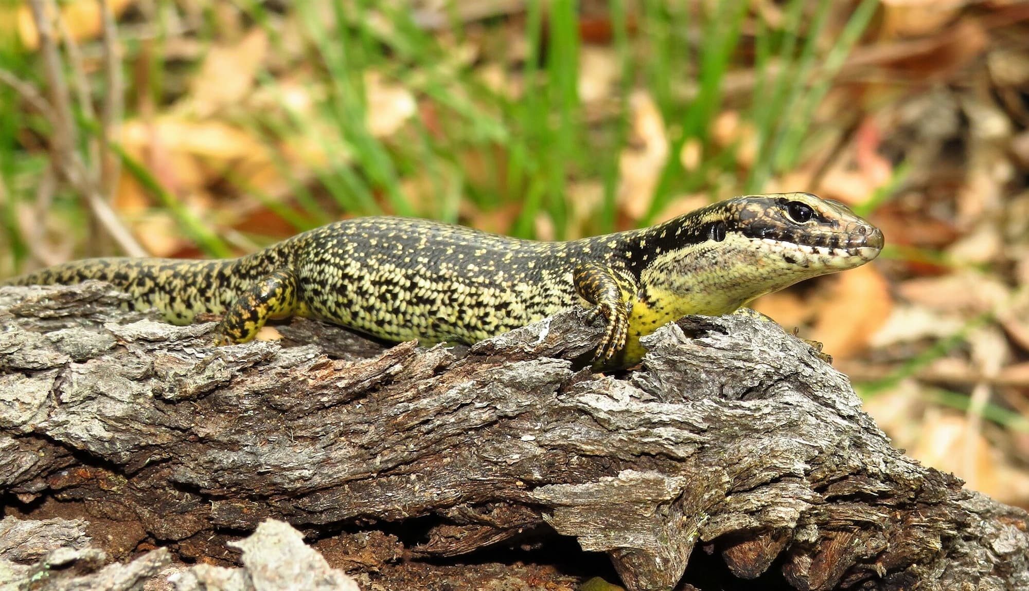 Yellow-bellied Water Skink (Eulamprus heatwolei), Wallaga Lake NSW © Deb Taylor