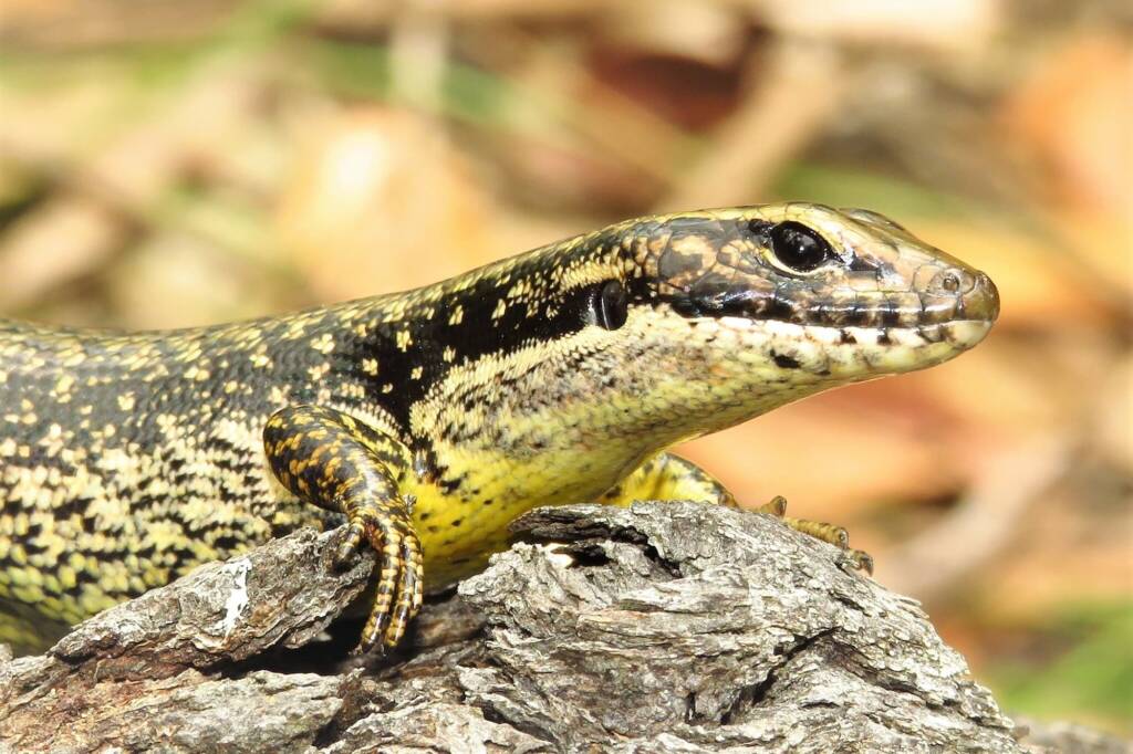 Yellow-bellied Water Skink (Eulamprus heatwolei), Wallaga Lake NSW © Deb Taylor