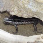 Yellow-bellied Water Skink (Eulamprus heatwolei), Wallaga Lake NSW © Deb Taylor
