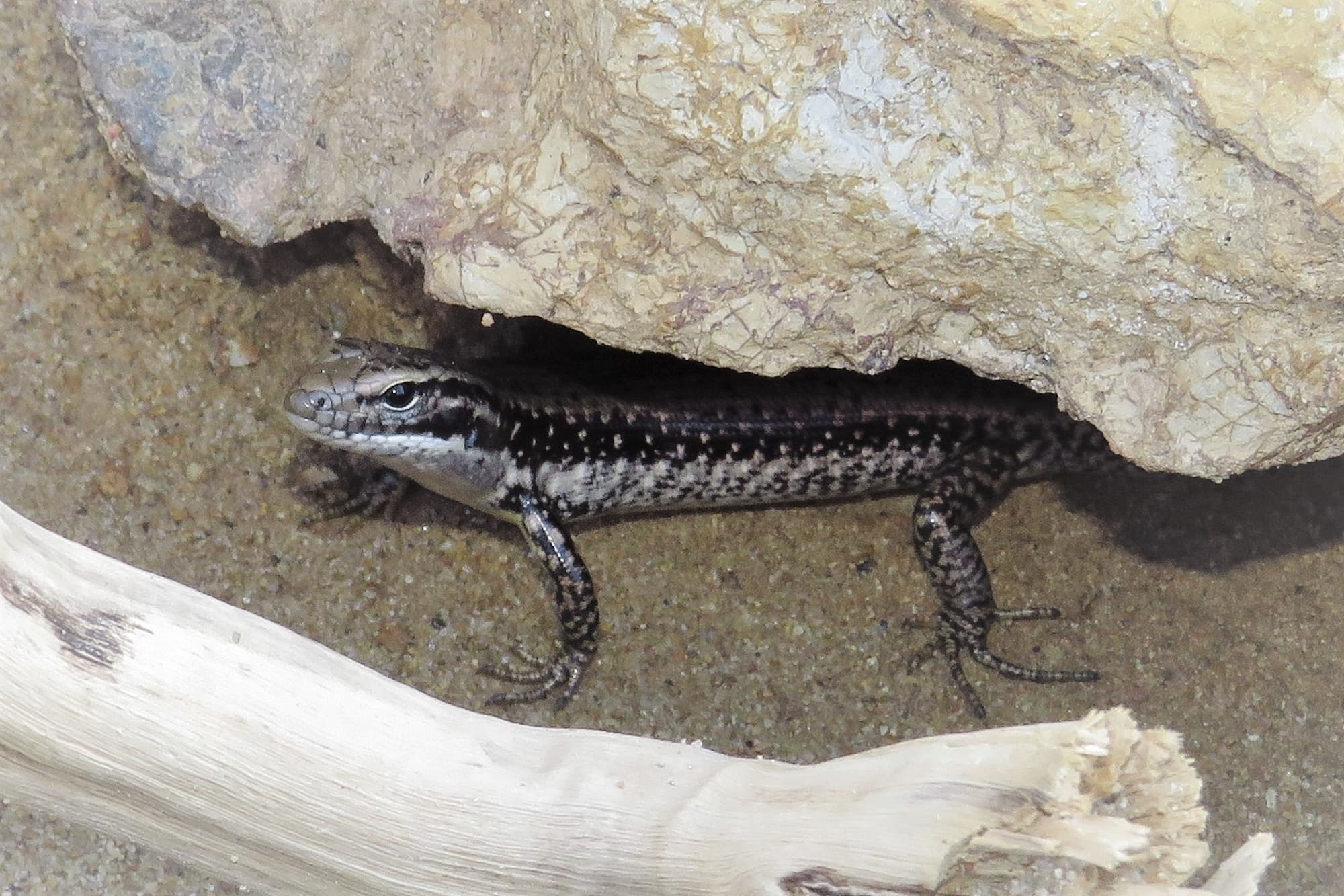 Yellow-bellied Water Skink (Eulamprus heatwolei), Wallaga Lake NSW © Deb Taylor