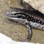 Yellow-bellied Water Skink (Eulamprus heatwolei), Wallaga Lake NSW © Deb Taylor