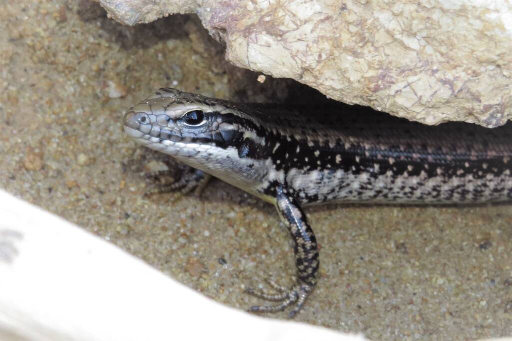 Yellow-bellied Water Skink (Eulamprus heatwolei), Wallaga Lake NSW © Deb Taylor