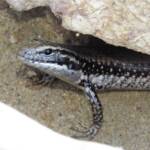 Yellow-bellied Water Skink (Eulamprus heatwolei), Wallaga Lake NSW © Deb Taylor
