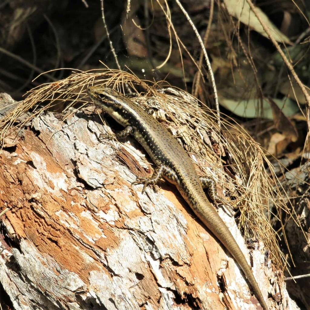 Yellow-bellied Water Skink (Eulamprus heatwolei), Wallaga Lake NSW © Deb Taylor