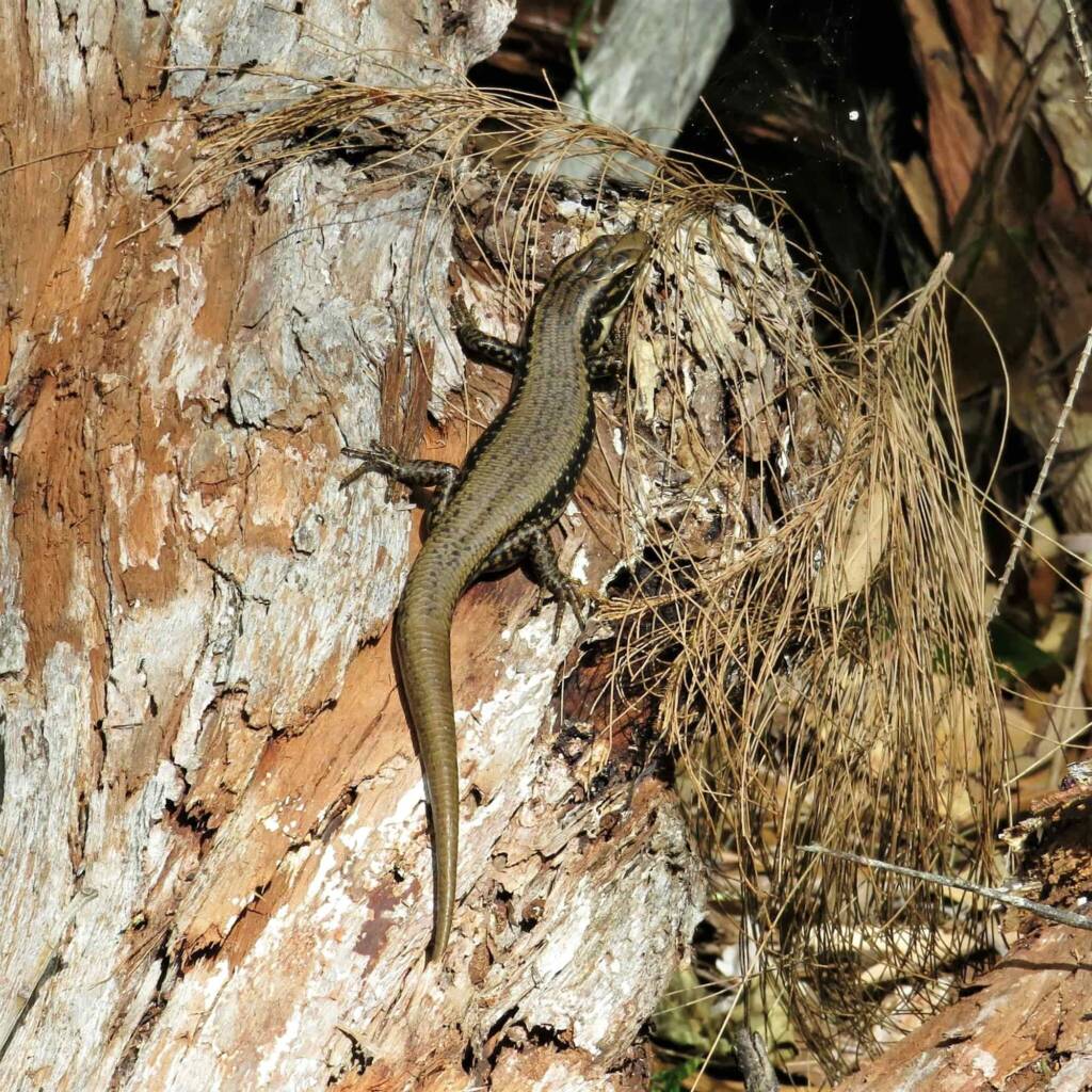 Yellow-bellied Water Skink (Eulamprus heatwolei), Wallaga Lake NSW © Deb Taylor