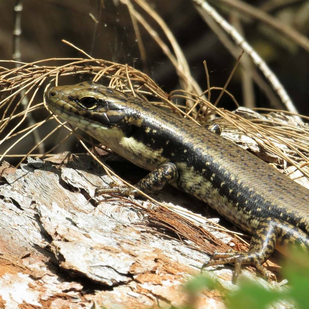 Yellow-bellied Water Skink (Eulamprus heatwolei), Wallaga Lake NSW © Deb Taylor