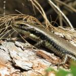 Yellow-bellied Water Skink (Eulamprus heatwolei), Wallaga Lake NSW © Deb Taylor