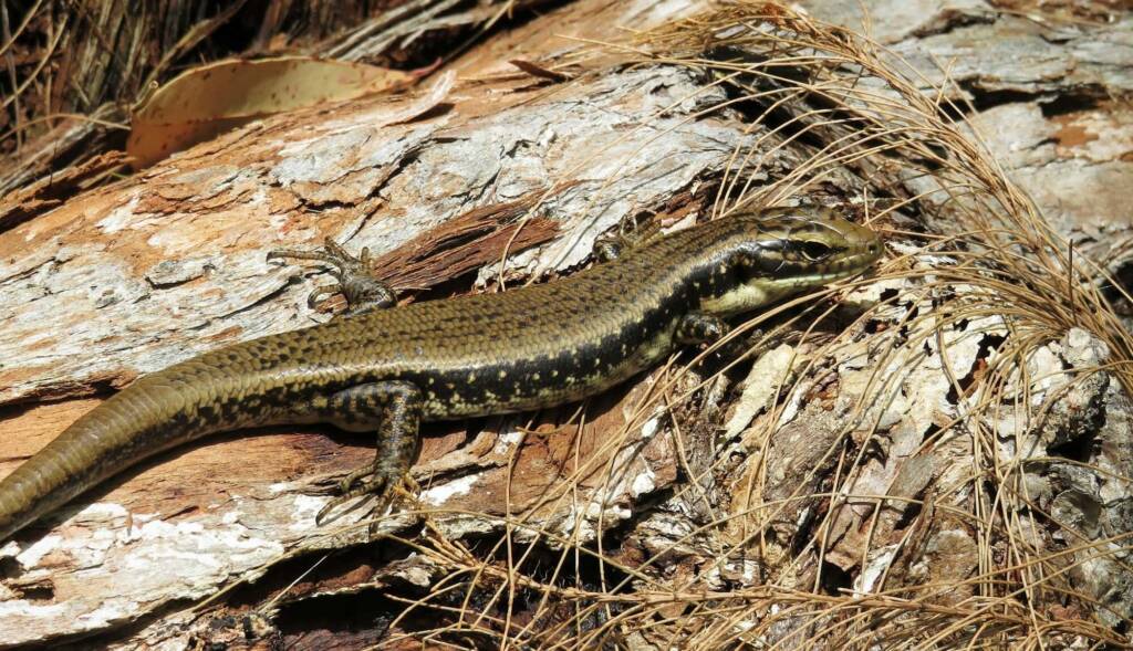 Yellow-bellied Water Skink (Eulamprus heatwolei), Wallaga Lake NSW © Deb Taylor