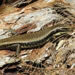 Yellow-bellied Water Skink (Eulamprus heatwolei), Wallaga Lake NSW © Deb Taylor