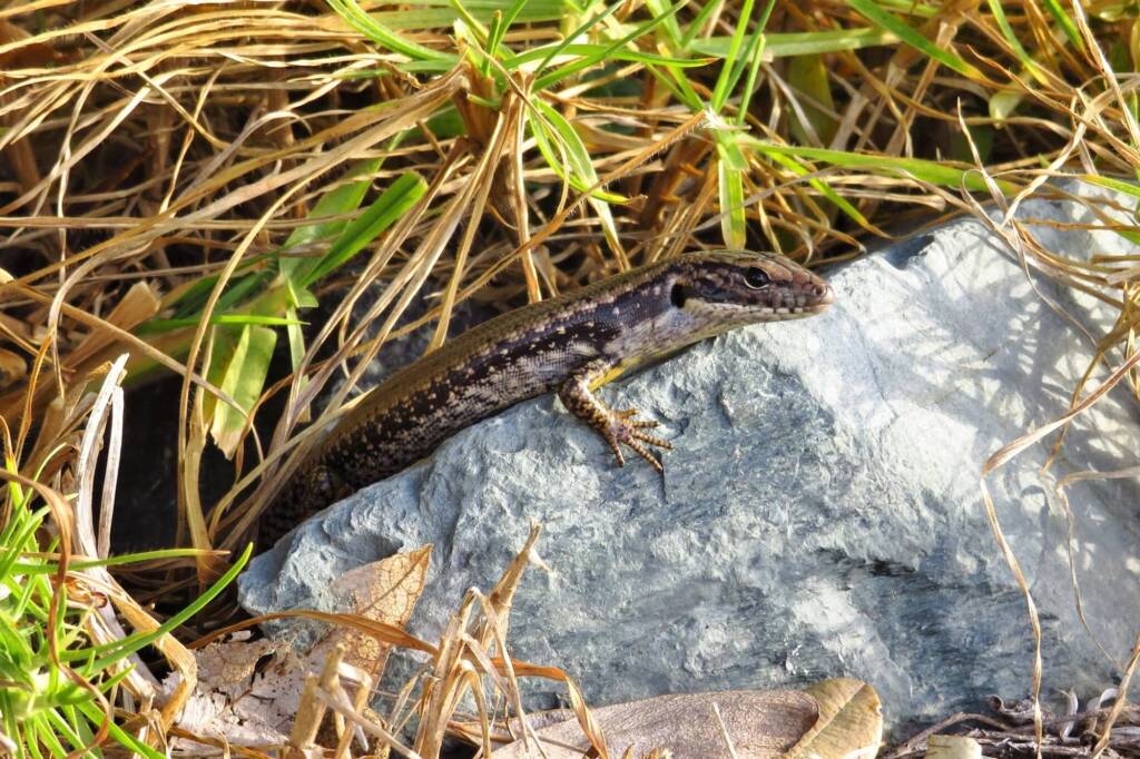 Yellow-bellied Water Skink (Eulamprus heatwolei), Wallaga Lake NSW © Deb Taylor