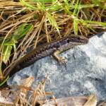 Yellow-bellied Water Skink (Eulamprus heatwolei), Wallaga Lake NSW © Deb Taylor