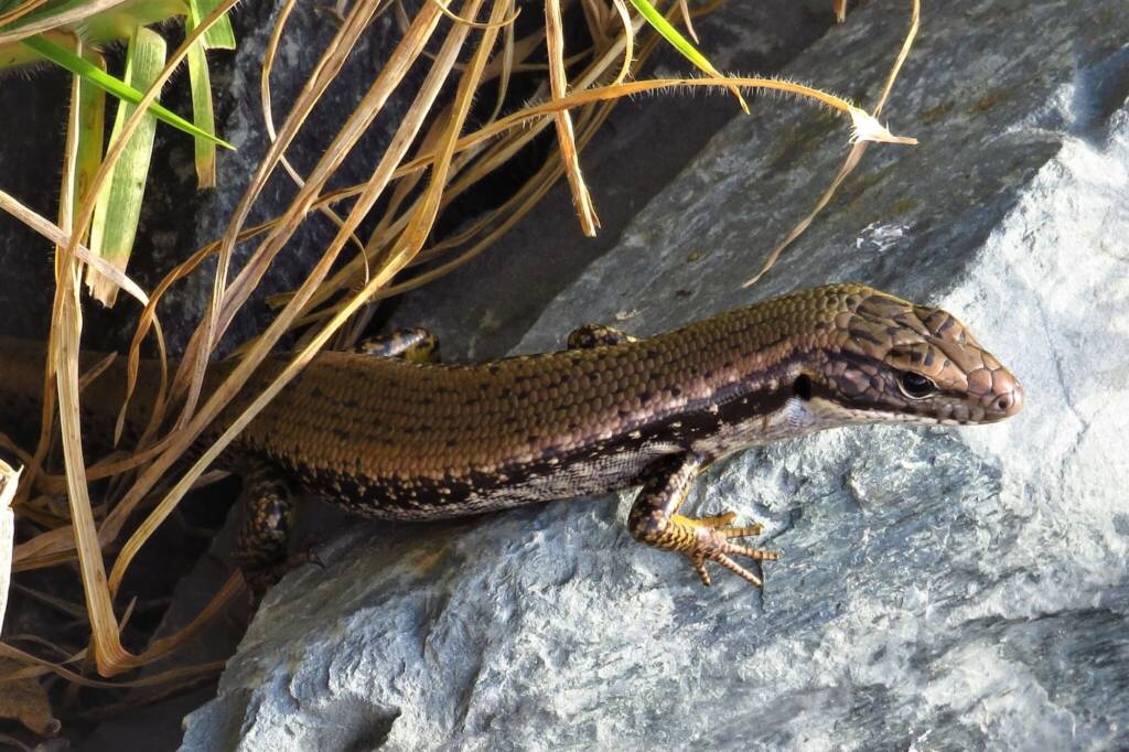 Yellow-bellied Water Skink (Eulamprus heatwolei), Wallaga Lake NSW © Deb Taylor