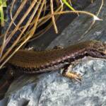 Yellow-bellied Water Skink (Eulamprus heatwolei), Wallaga Lake NSW © Deb Taylor