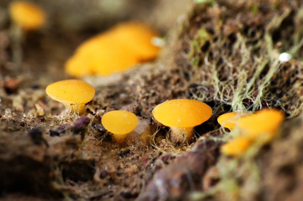 Yellow Earth Buttons (Phaeohelotium baileyanum), Belair SA © Marianne Broug