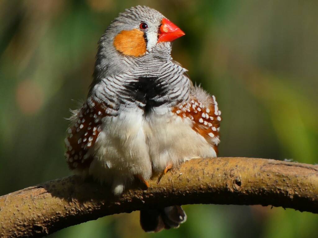 Zebra Finch (Taeniopygia castanotis), Cleland Wildlife Park SA © Marianne Broug