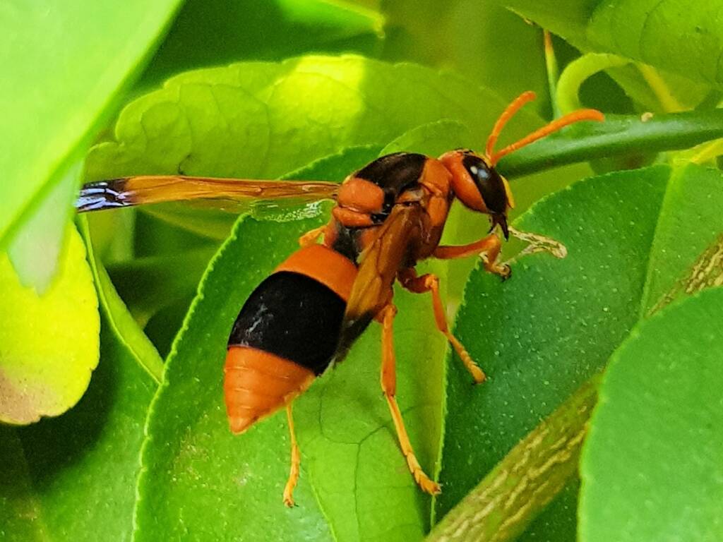 Abispa ephippium (Mud-nest Wasp), Alice Springs NT
