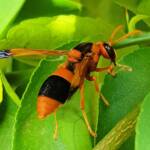 Abispa ephippium (Mud-nest Wasp), Alice Springs NT