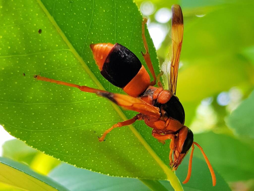 Abispa ephippium (Mud-nest Wasp), Alice Springs NT