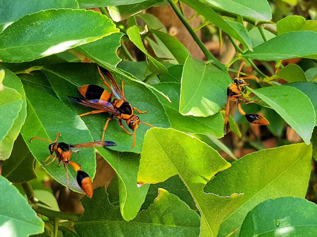 Abispa ephippium (Mud-nest Wasp) and Delta latreillei (Orange Potter Wasp), Alice Springs NT