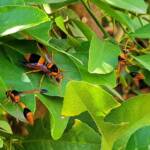 Abispa ephippium (Mud-nest Wasp) and Delta latreillei (Orange Potter Wasp), Alice Springs NT